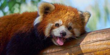 Wildlife