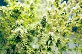 Cannabis Terpene