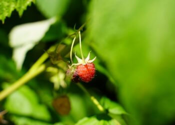 The Role of Terpenes in THC Vape Flavor and Experience