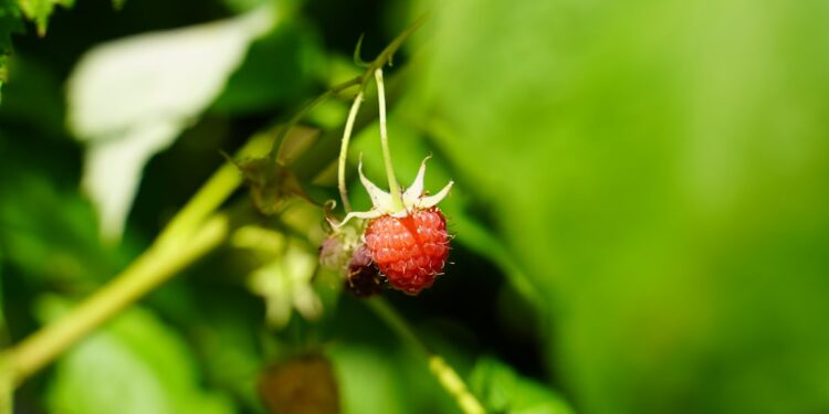 The Role of Terpenes in THC Vape Flavor and Experience