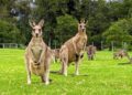 Experience the Wild Wombat and Kangaroo Day Tour: A Perfect Day with Nature in Sydney