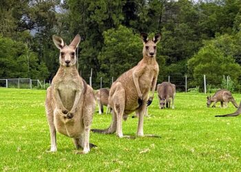Experience the Wild Wombat and Kangaroo Day Tour: A Perfect Day with Nature in Sydney