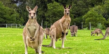 Experience the Wild Wombat and Kangaroo Day Tour: A Perfect Day with Nature in Sydney
