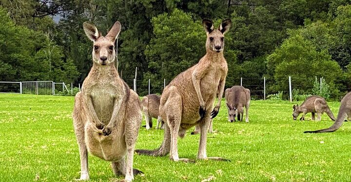 Experience the Wild Wombat and Kangaroo Day Tour: A Perfect Day with Nature in Sydney