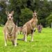 Experience the Wild Wombat and Kangaroo Day Tour: A Perfect Day with Nature in Sydney
