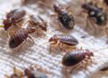 Why do bed bugs spread faster in densely populated neighborhoods?