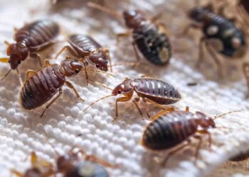 Why do bed bugs spread faster in densely populated neighborhoods?