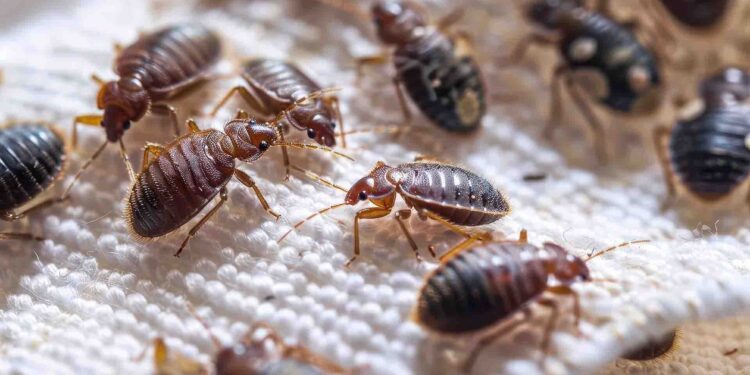 Why do bed bugs spread faster in densely populated neighborhoods?