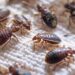 Why do bed bugs spread faster in densely populated neighborhoods?