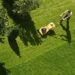The Importance of Garden Maintenance in Brisbane
